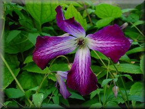 Clematis photograph