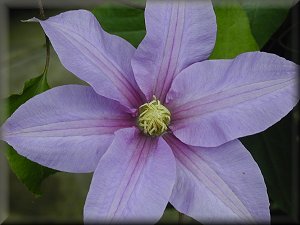 Clematis photograph