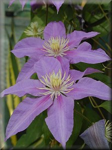 Clematis photograph