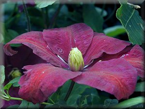 Clematis photograph