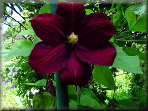 Clematis photograph