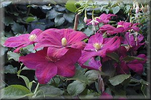 Clematis photograph