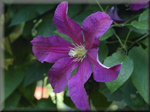 Clematis photograph