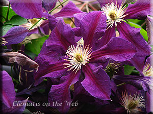 Clematis photograph