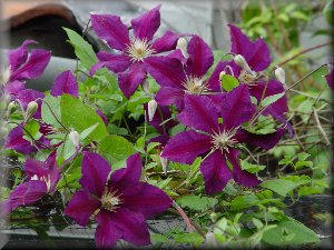 Clematis photograph