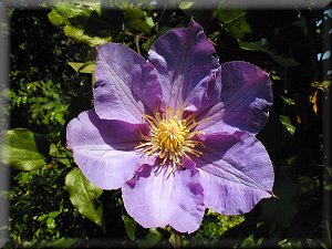 Clematis photograph