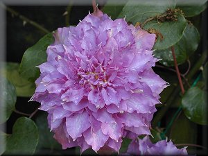 Clematis photograph