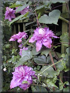 Clematis photograph