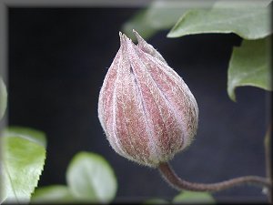 Clematis photograph