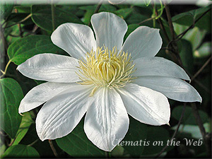 Clematis photograph