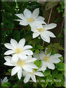 Clematis photograph