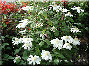 Clematis photograph