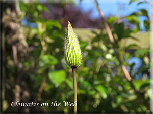 Clematis photograph