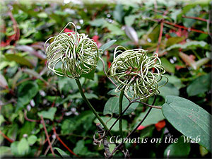 Clematis photograph