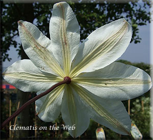 Clematis photograph