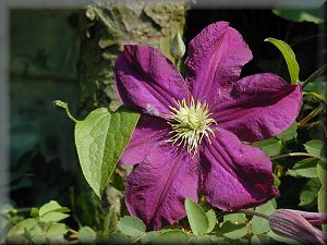 Clematis photograph