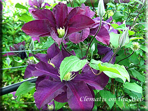 Clematis photograph