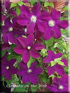 Clematis photograph