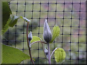 Clematis photograph