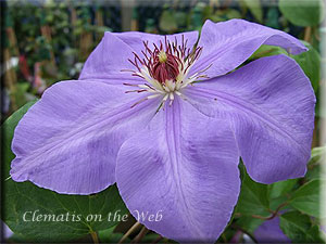 Clematis photograph