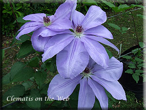 Clematis photograph