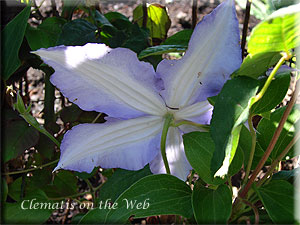 Clematis photograph