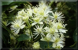 Clematis photograph