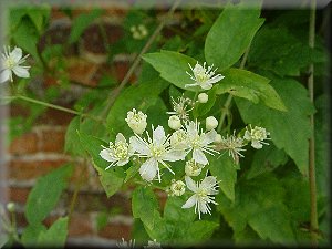 Clematis photograph