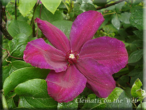 Clematis photograph