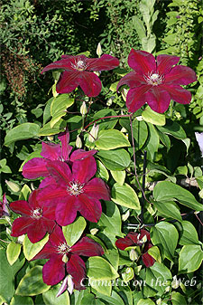 Clematis photograph