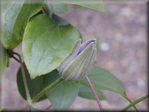 Clematis photograph