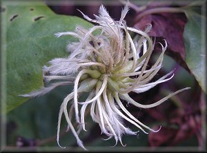 Clematis photograph