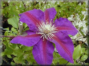 Clematis photograph