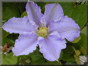 Clematis photograph