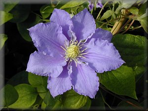 Clematis photograph