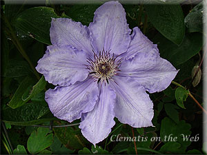 Clematis photograph