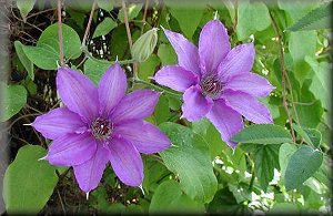 Clematis photograph