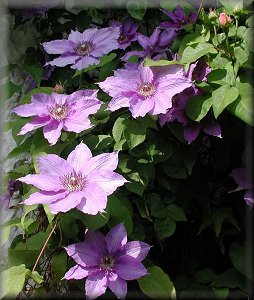 Clematis photograph