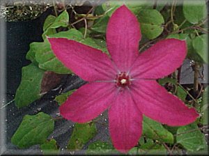 Clematis photograph