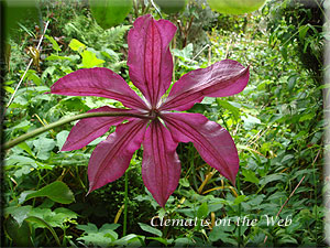 Clematis photograph