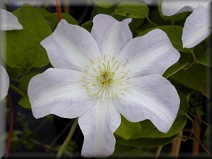 Clematis photograph