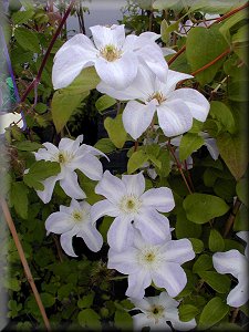 Clematis photograph