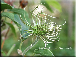 Clematis photograph