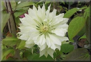 Clematis photograph