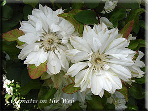 Clematis photograph