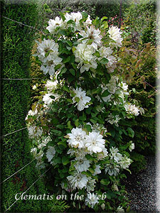 Clematis photograph