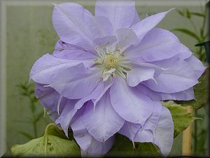 Clematis photograph