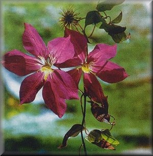 Clematis photograph