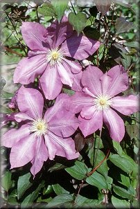 Clematis photograph