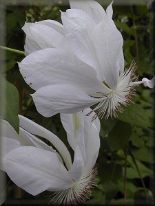 Clematis photograph